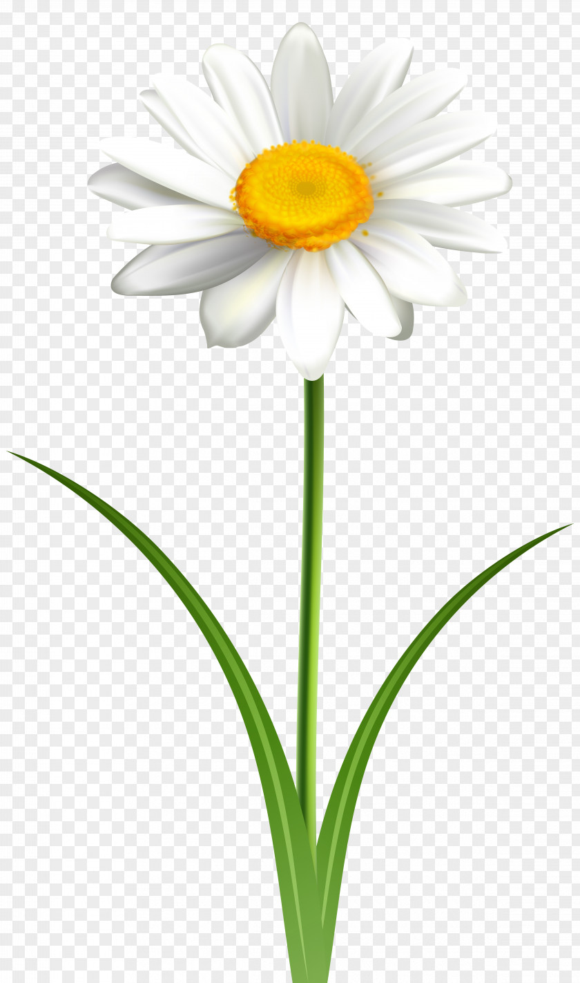Common Daisy Clip Art Openclipart Vector Graphics Free Content PNG