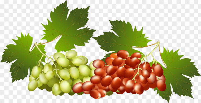 Grapes Grapevines Food Seedless Fruit PNG