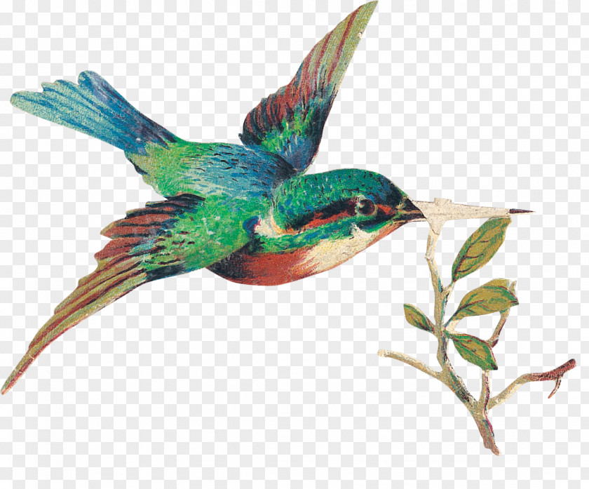 Hand Colored Birds Bird Nest Clip Art PNG