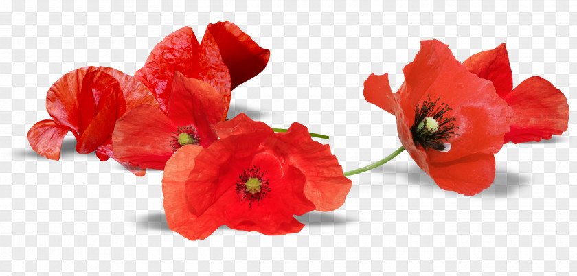 Pink Poppy South Australia Armistice Day Anzac Remembrance PNG