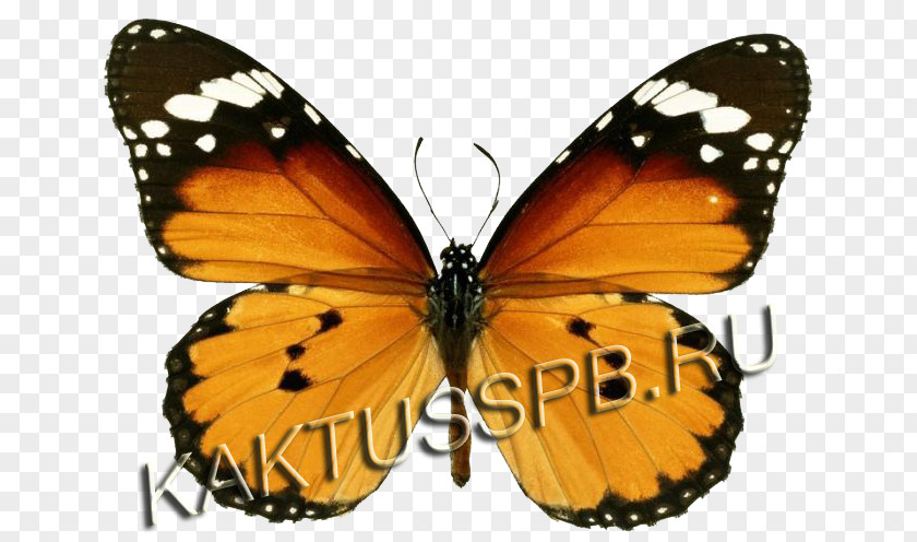 123 Kids FunButterfly Monarch Butterfly Insect Plain Tiger Bee PNG