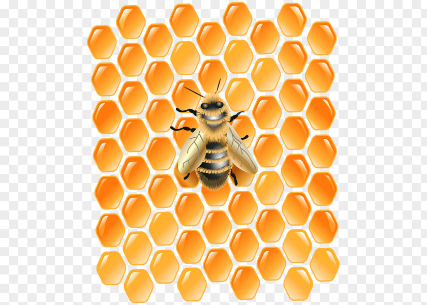 Bee Honeycomb Western Honey Desktop Wallpaper Clip Art PNG