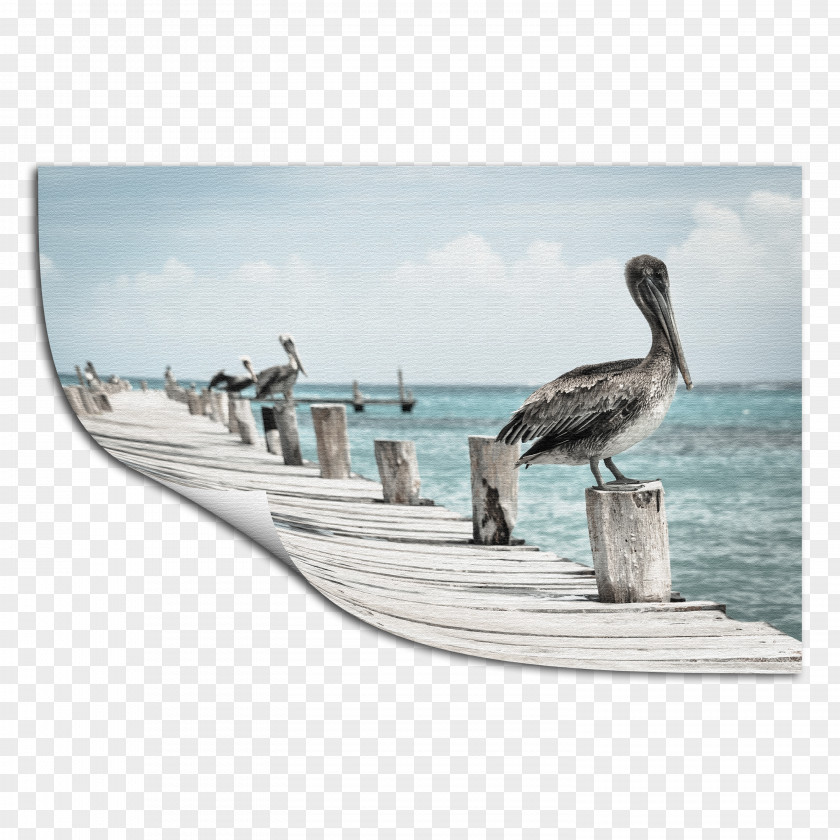Bird Gulf Shores Australian Pelican Photography Printing PNG