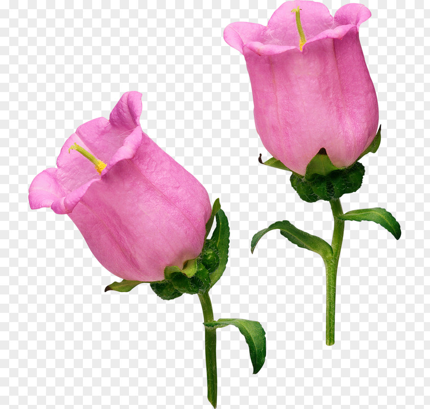 Flower Garden Roses Photography Clip Art PNG