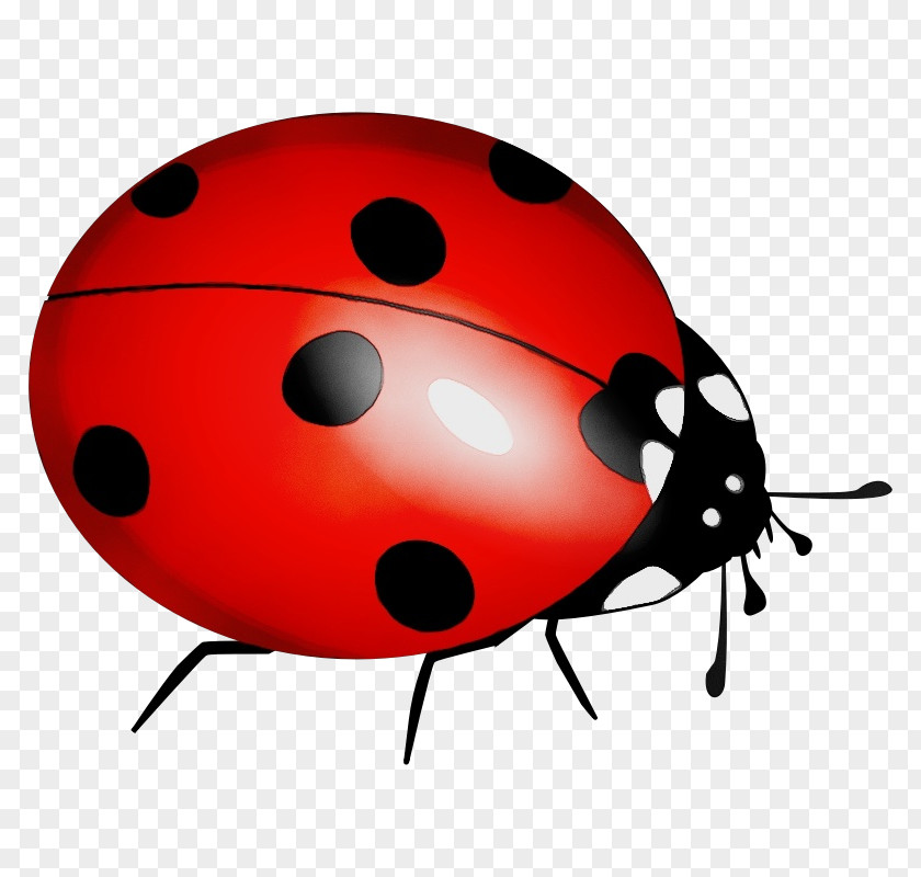 Ladybird Beetle Clip Art Image Vector Graphics PNG