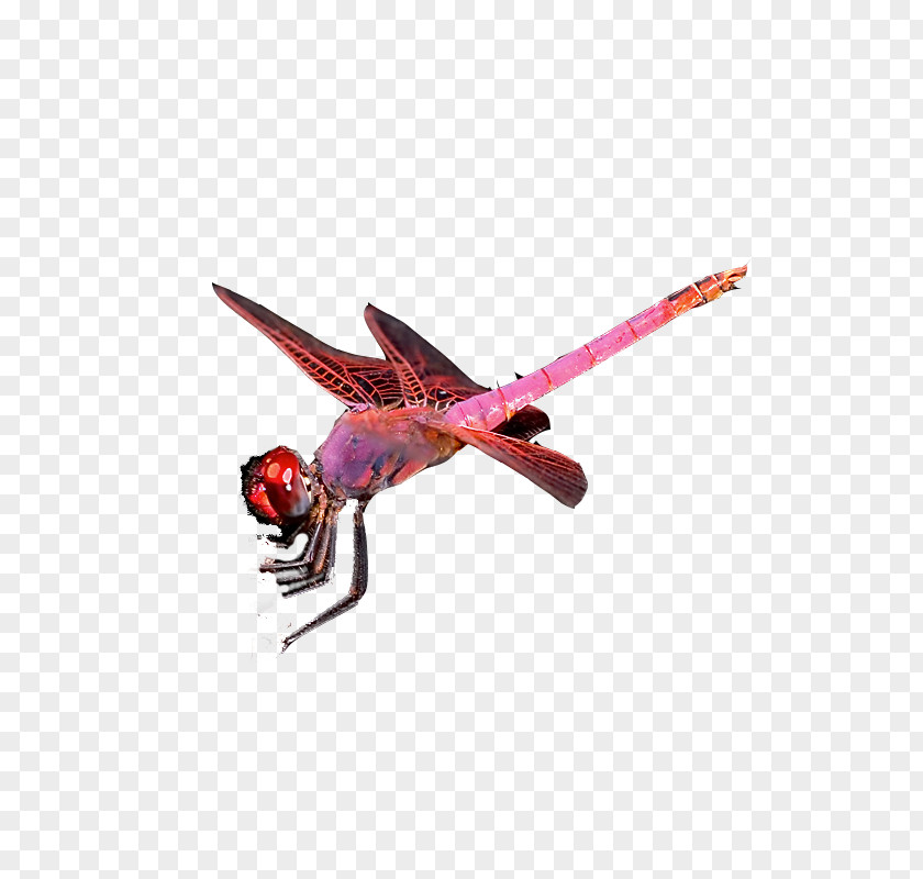 Pink Dragonfly Insect Butterfly PNG