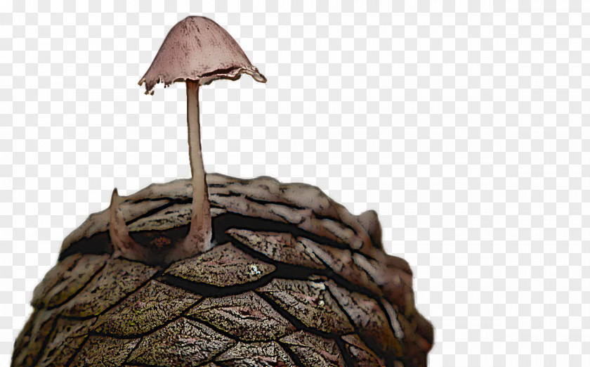 Tree PNG