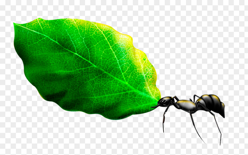 Ants And Green Leaves Ant Leaf Download PNG