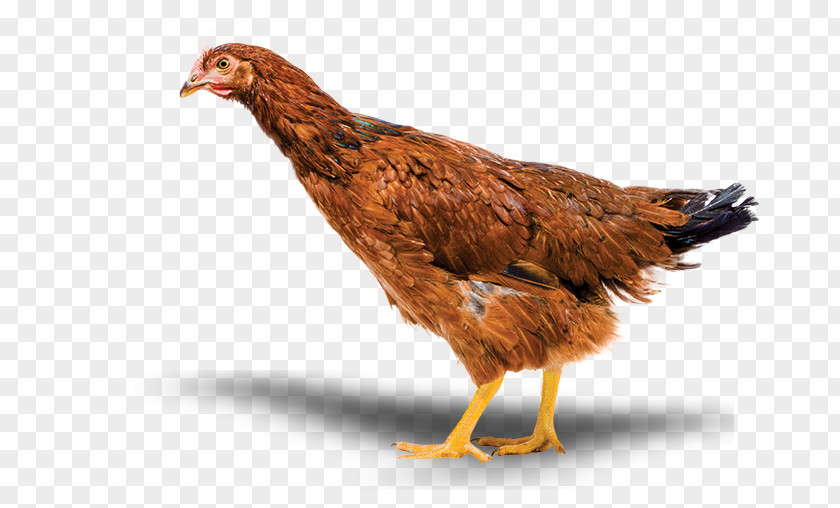 Comb Livestock Chicken Cartoon PNG