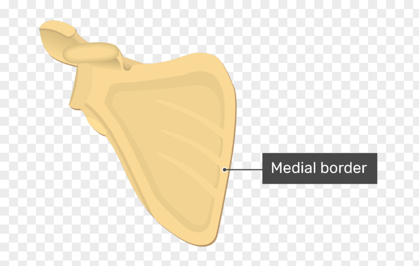 Medial Border Of Scapula Product Design Angle PNG