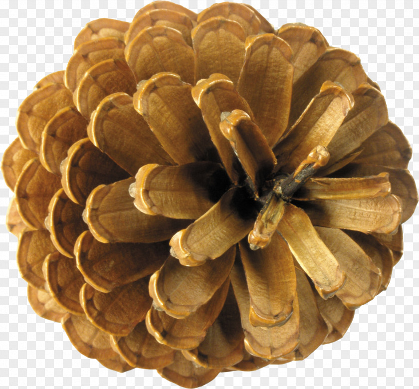 Pine Cone Conifer Clip Art PNG