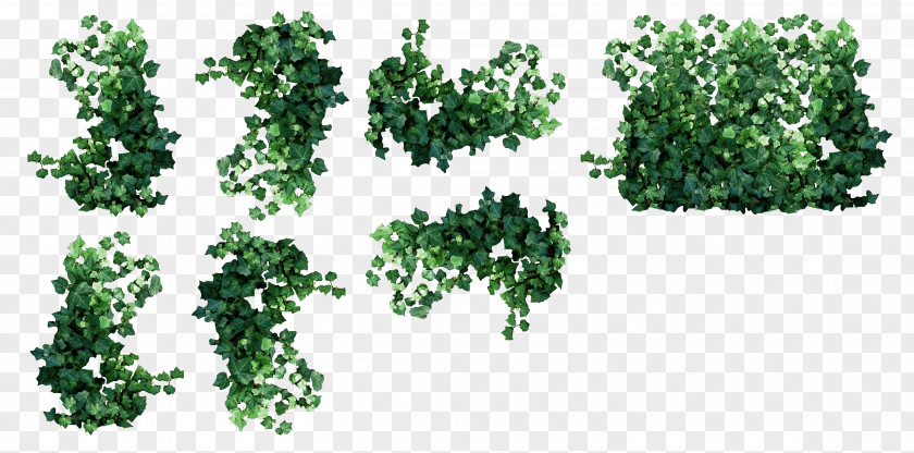Plant Vine Ivy Clip Art PNG