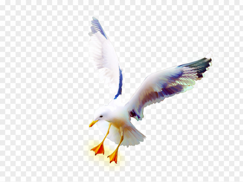 Raven Bird European Herring Gull Rock Dove PNG