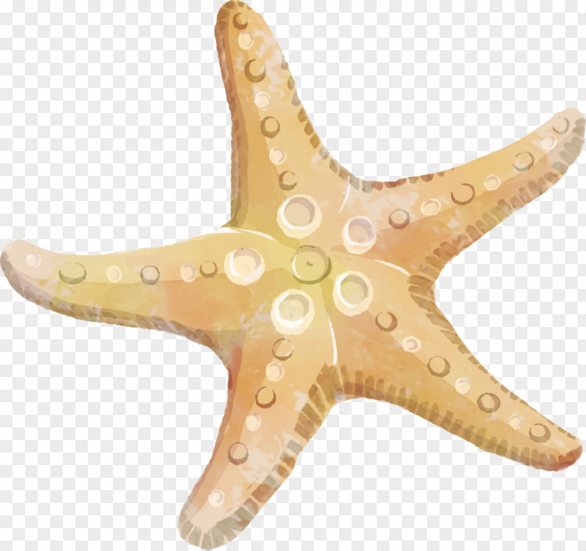 Starfish Echinoderm Clip Art PNG