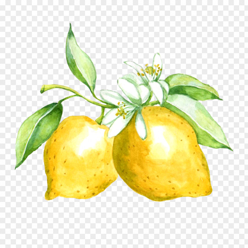 Lemon Citron Made Designs Citrus Junos Zazzle PNG