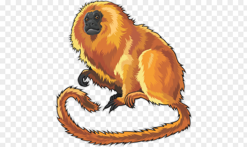 Lion Golden Tamarin Tiger Felidae Clip Art PNG