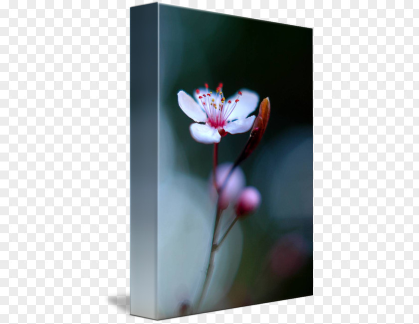 Plum Blossom Still Life Photography Desktop Wallpaper Picture Frames PNG