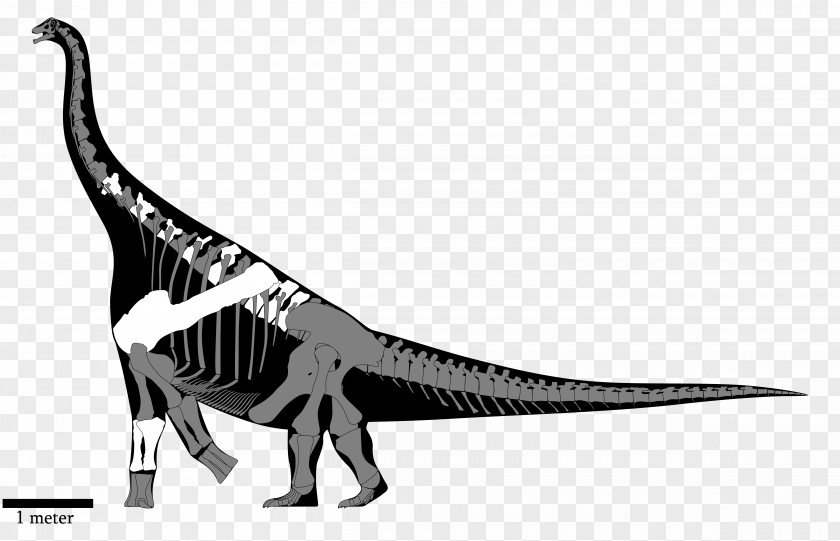 Skeleton Tyrannosaurus Nemegtosaurus Yongjinglong Alamosaurus Isisaurus PNG