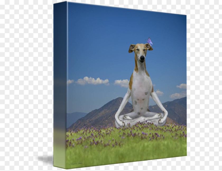 Yoga Dog Whippet Italian Greyhound Longdog Spanish PNG