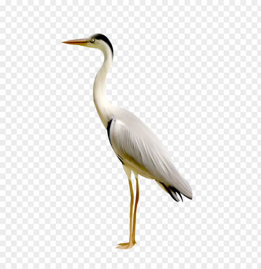 Plastic Toys Simulation Red-crowned Crane PNG