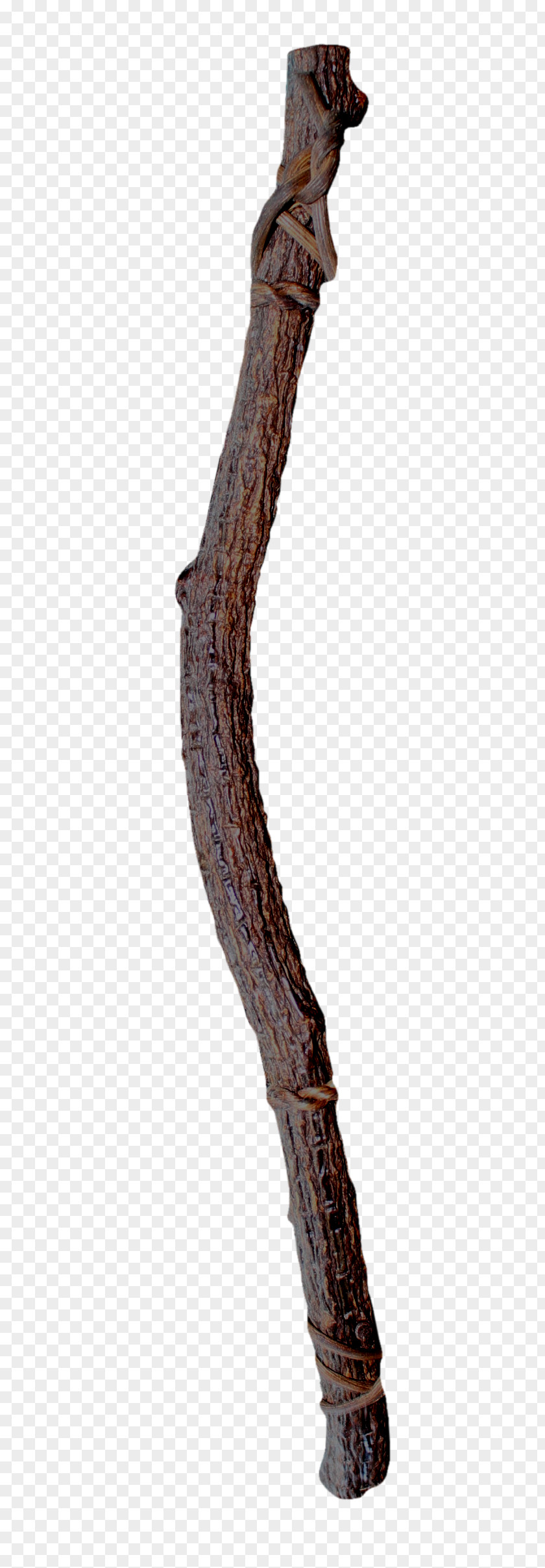 Brown Tree Trunk Stock Photography PNG