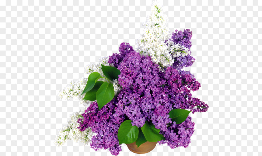 Flower Flowerpot Cut Flowers Lilac PNG