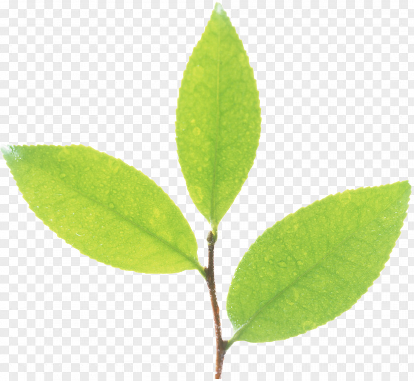 Green Leaves Leaf Plant Stem Flora Advertising PNG