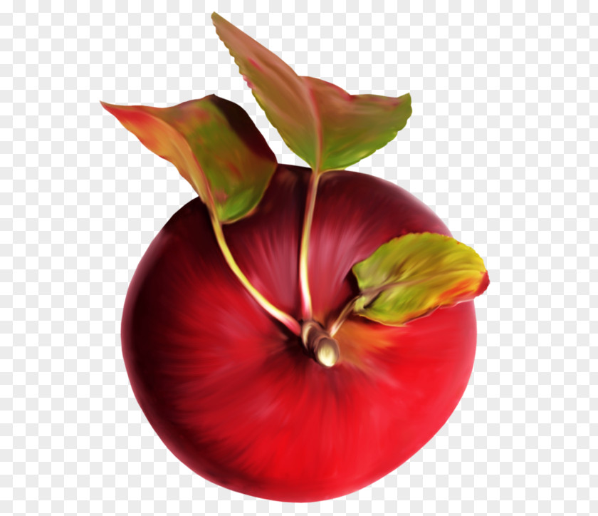 Hand-painted Fuji Apple Download PNG