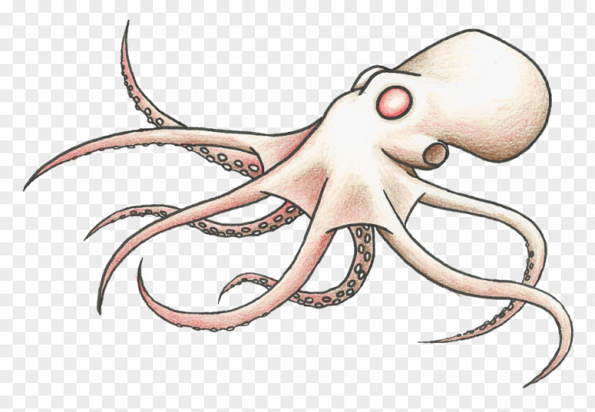 Pulpo Octopus Squid Line Art Cartoon Clip PNG