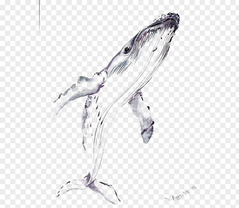 Whale Balaenidae Beluga Drawing Blue PNG