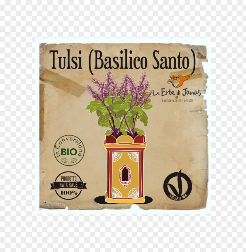 Basilico Holy Basil Herb Vegetable Oil Food PNG