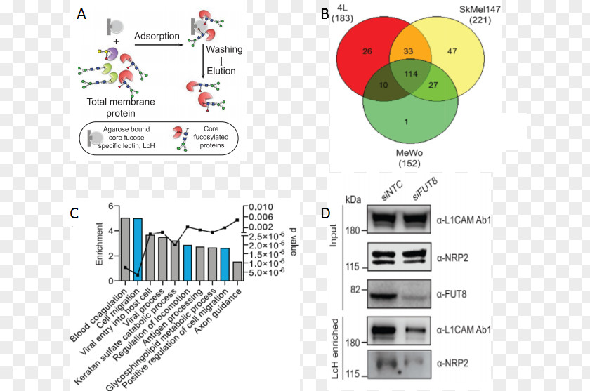 Cancer Cell Lectin Wheat Germ Agglutinin Agglutination Hemagglutinin PNG