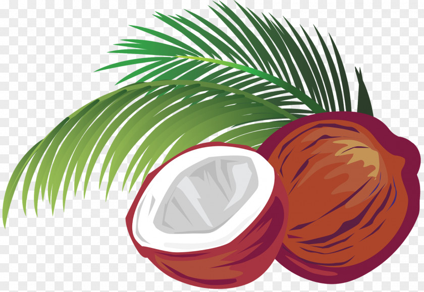 Coconut Milk Clip Art PNG