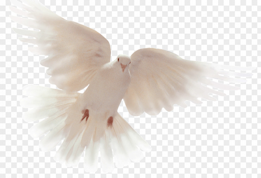 Columbidae Doves As Symbols Holy Spirit Peace God PNG