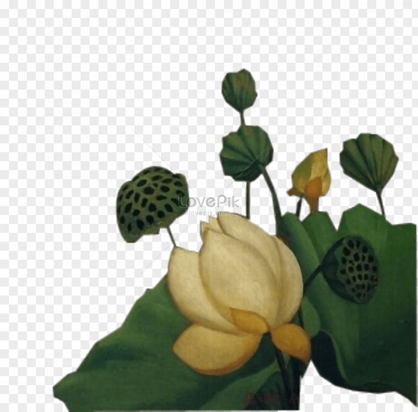 Egyptian Lotus Flower Painting Image Graphics Illustration Download Photograph PNG