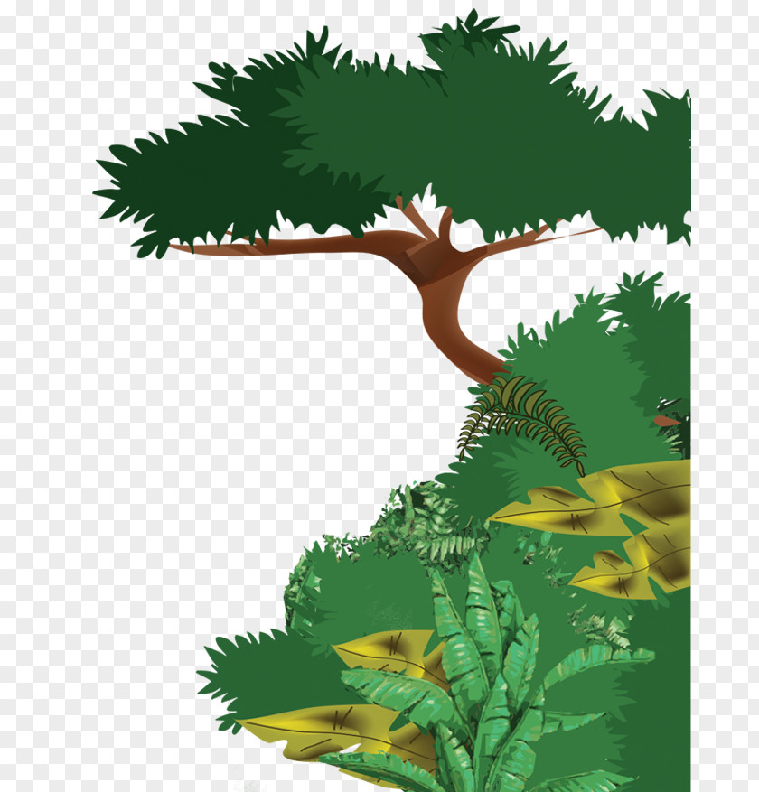 Forest Tropical Rainforest Ecosystem Drawing Evergreen PNG