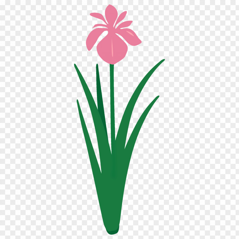 Grass Petal Green Flower Plant Flowering Pink PNG