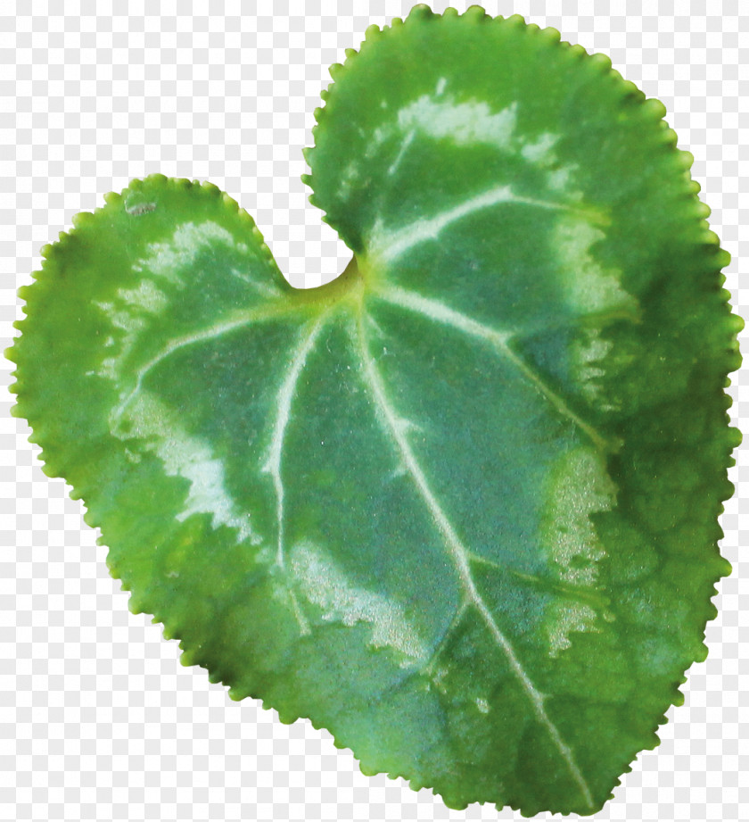Green Leaves Leaf Plant Pathology Herb Annual PNG
