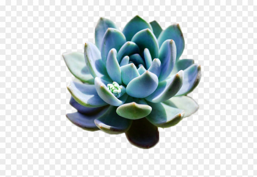 Plant Succulent Flowerpot Template PNG