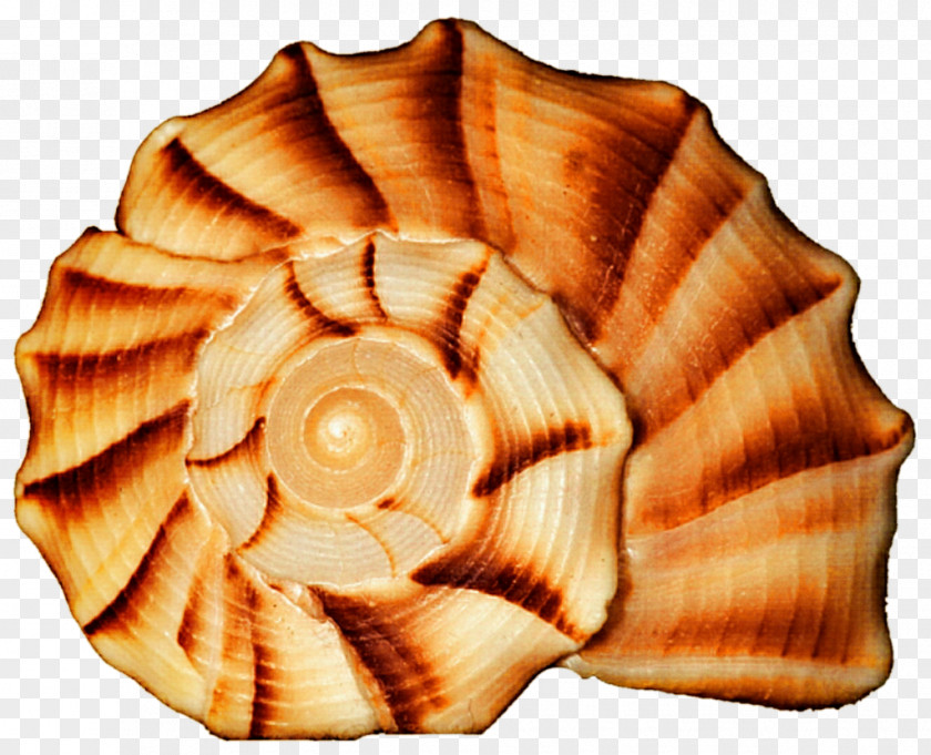 Seashell Cockle Conchology Spiral PNG