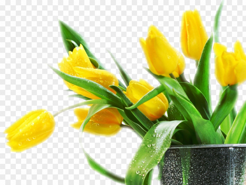 Tulip Flower Bouquet Desktop Wallpaper Yellow PNG
