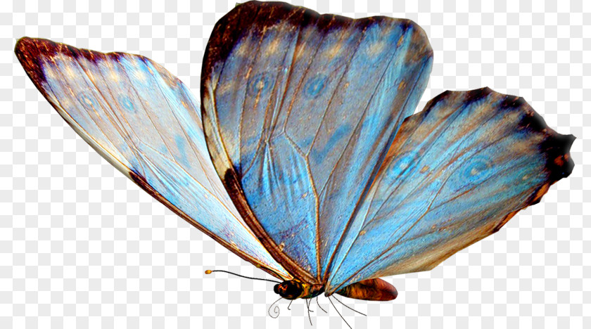 Butterfly Insect PNG