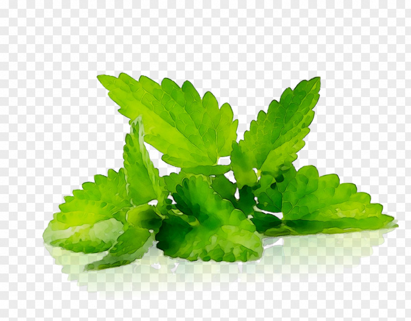 Lemon Balm Peppermint Essential Oil Menthol Medicinal Plants PNG