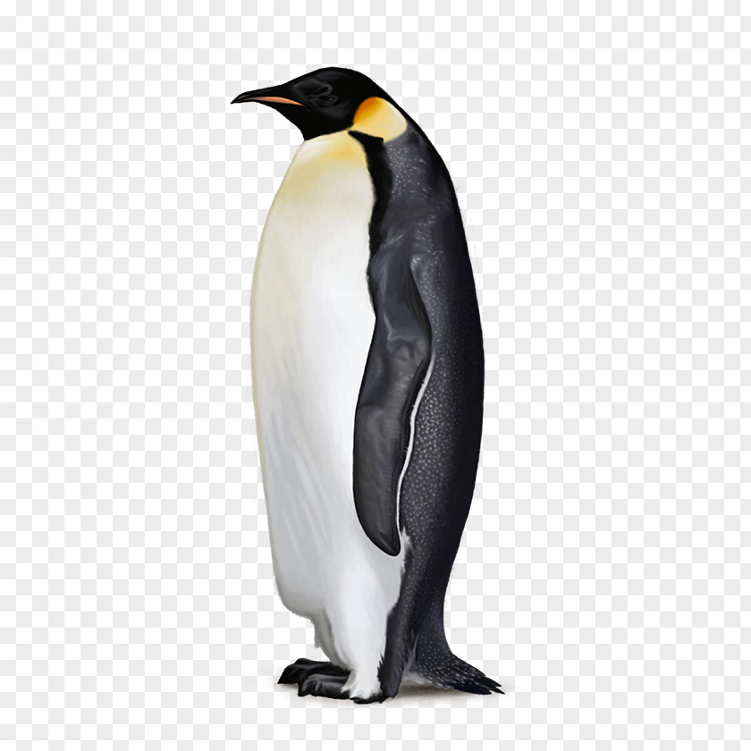 Penguins Antarctica Are Waterbirds Flightless Bird PNG
