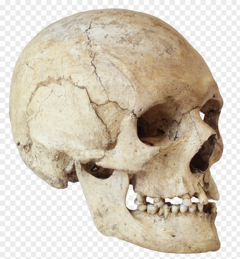 Skull ARKEOLOGI MUSEOA (BILBAO) Human Skeleton PNG