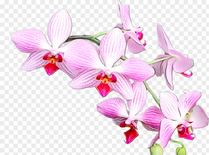 Sweet Peas Cattleya Pink Flower Cartoon PNG