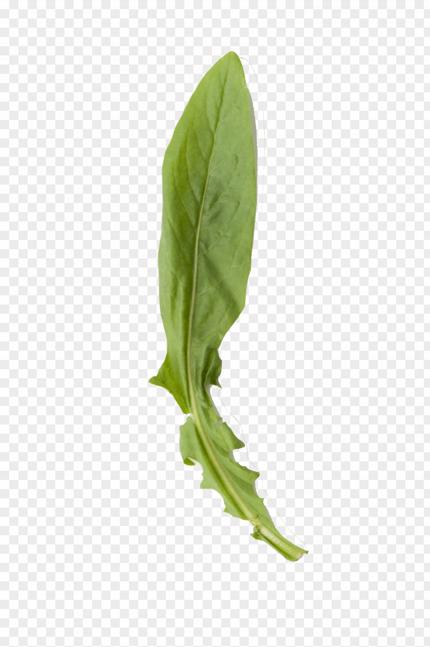 Verdura Leaf Vegetable Herb Plant Stem PNG