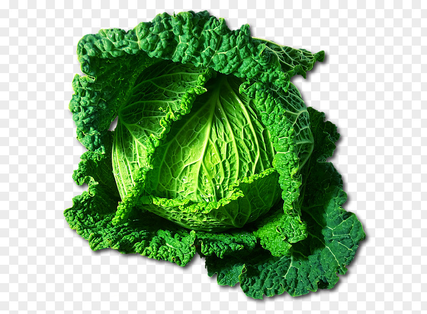 Cabbage Savoy Clip Art Vegetable Red PNG