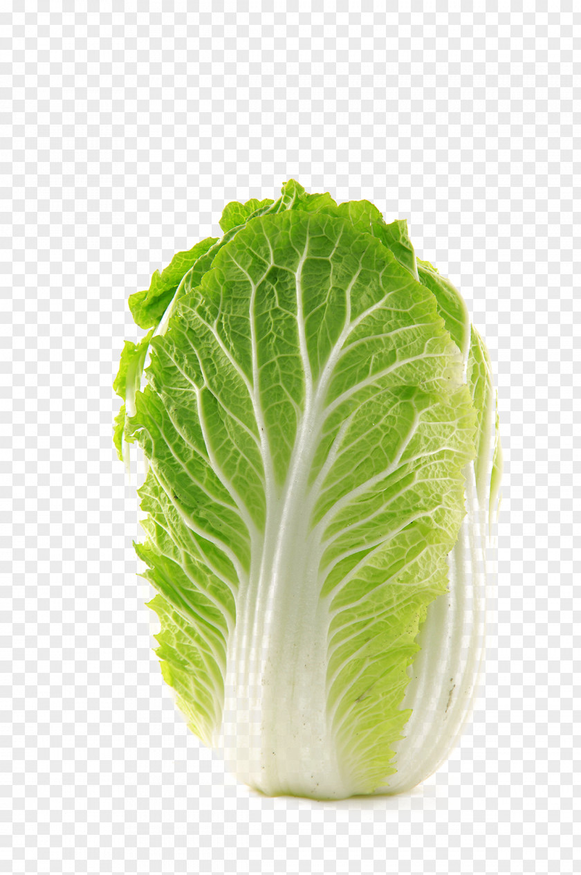 Chinese Cabbage Napa Vegetable Food PNG