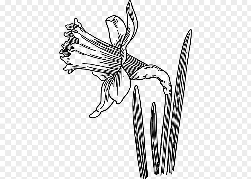 Drawings Of Daffodils Drawing Daffodil Line Art Clip PNG